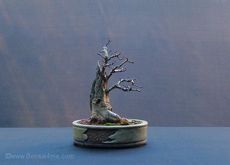 hawthorn bonsai